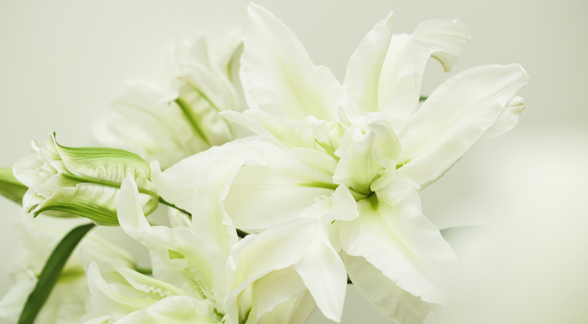 Sallys Florist, Forest of Dean flowers, Ross on Wye flowers, and Monmouth Flowers. Wedding, Tribute and Celebration flowers, Flower arranging in the Forest of Dean, Gloucestershire, flower gifts Forest of Dean
